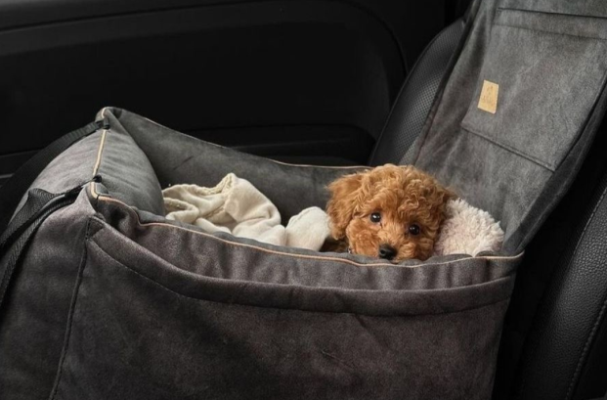 Nox聚星文章图片