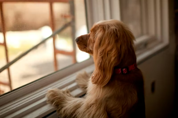 Nox聚星文章图片